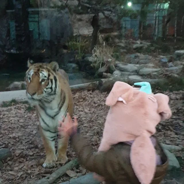 늘푸른소나무