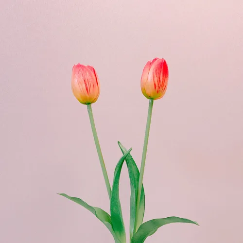 킹콩이랑도동이네