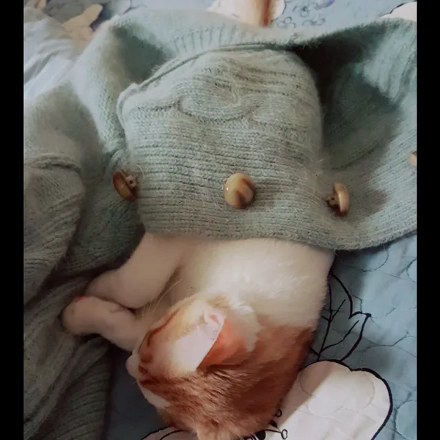 냥이