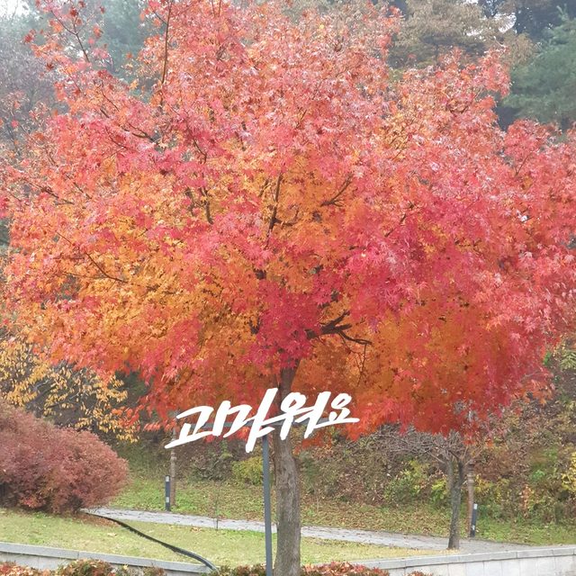 로타스