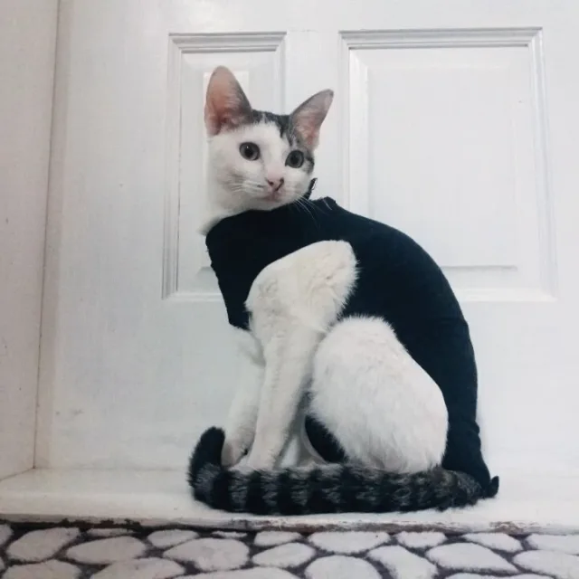 애비