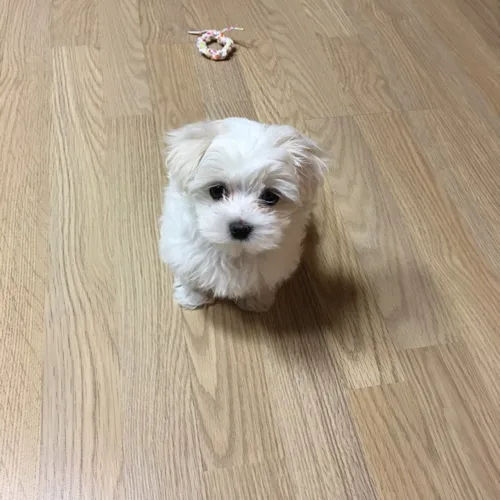 붕어74공릉