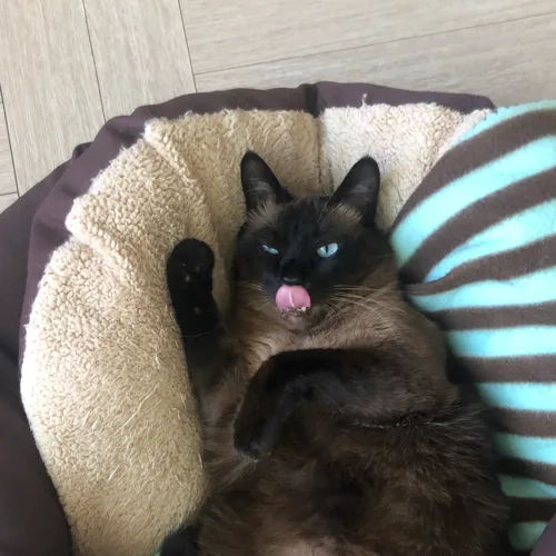논노룽