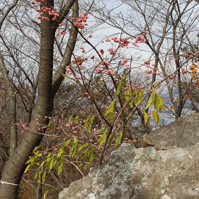 다시
