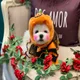 땅콩이오빠