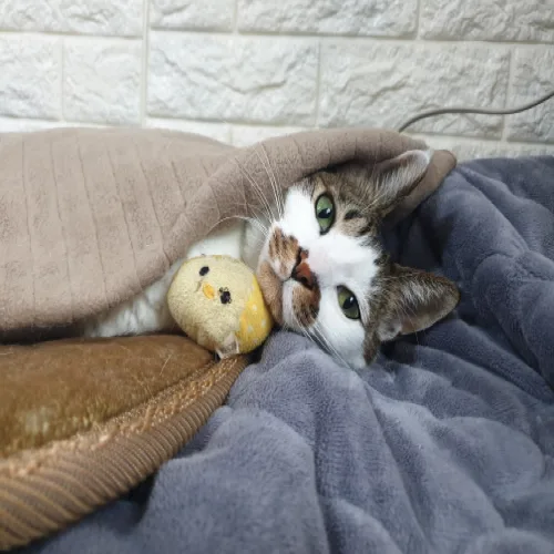 고양이키우고싶다