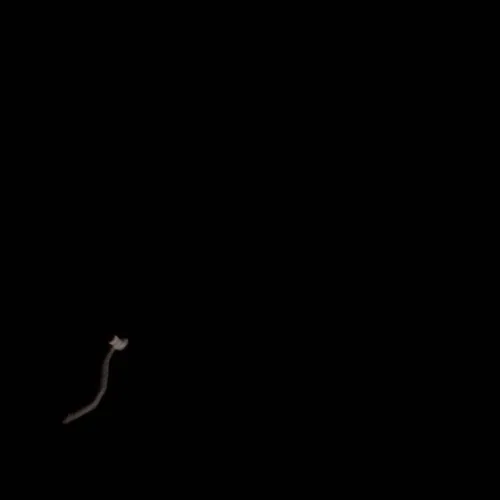 찌려꼬