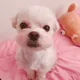 쿠니