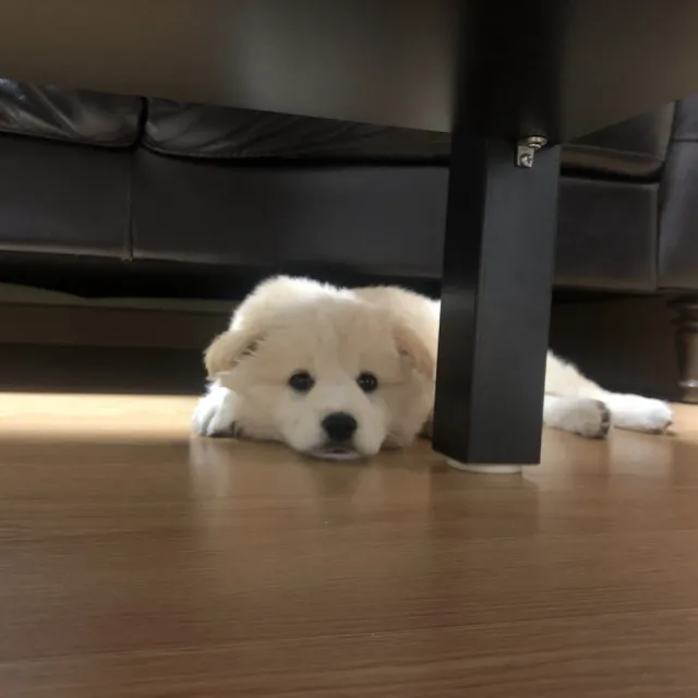 파인딩그룸