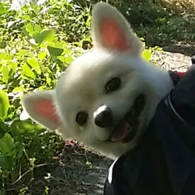뜌이