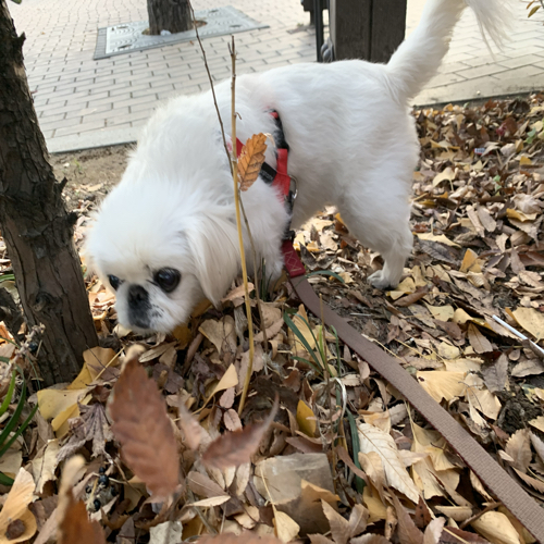 닐라닐라바닐라