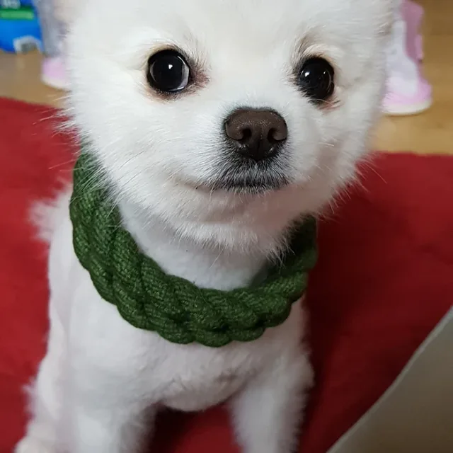 바비