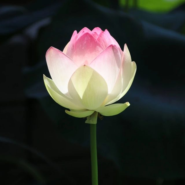 미르가구