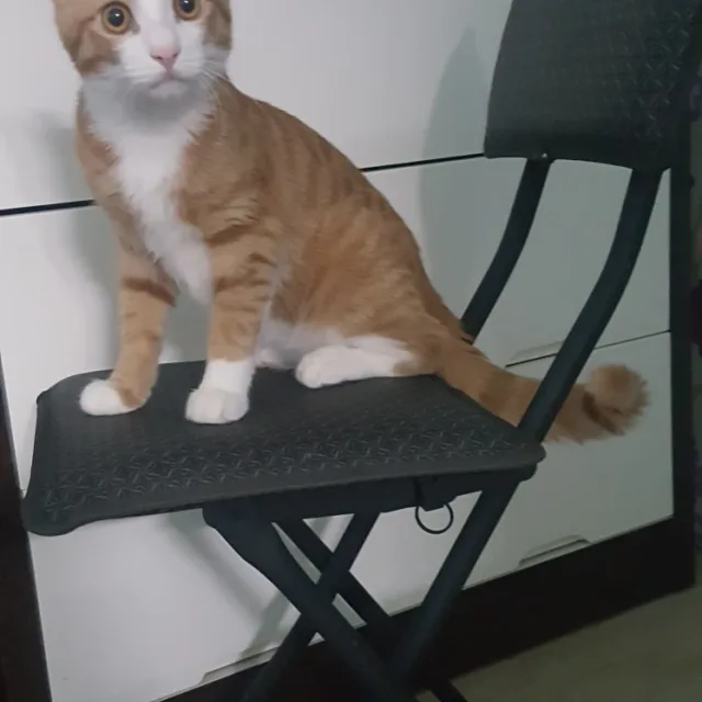 둥이