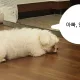 코로누나