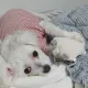 꿀똥이