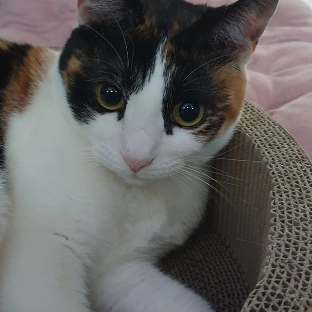 꼬물이