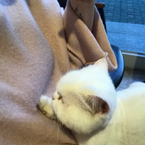 마카롱