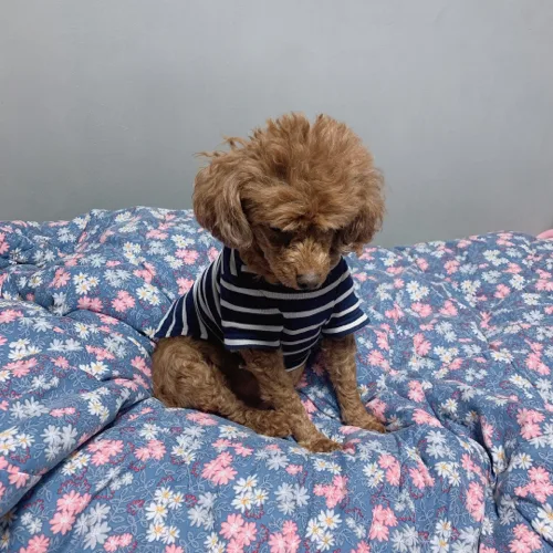 팡이언니