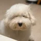 별이와벼리