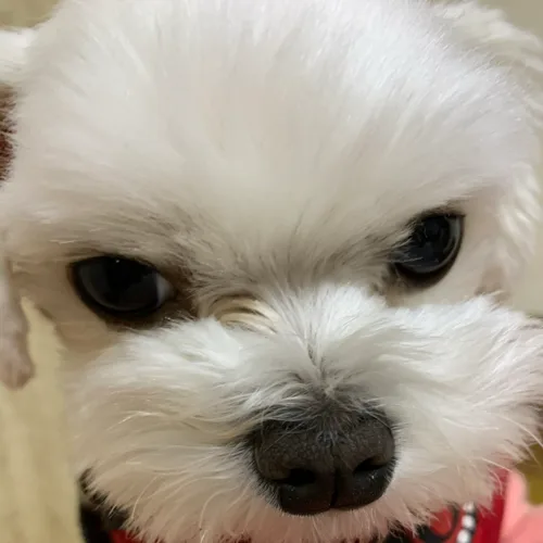 맴맴