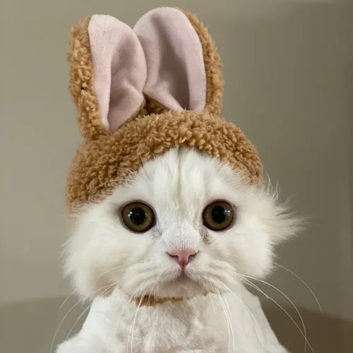 넝너넝이