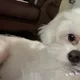 듀뷰