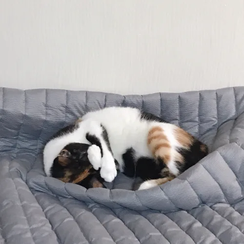 짤랑이