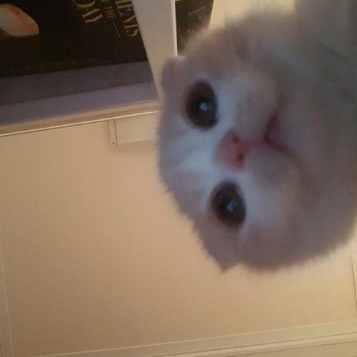 이상한고양이