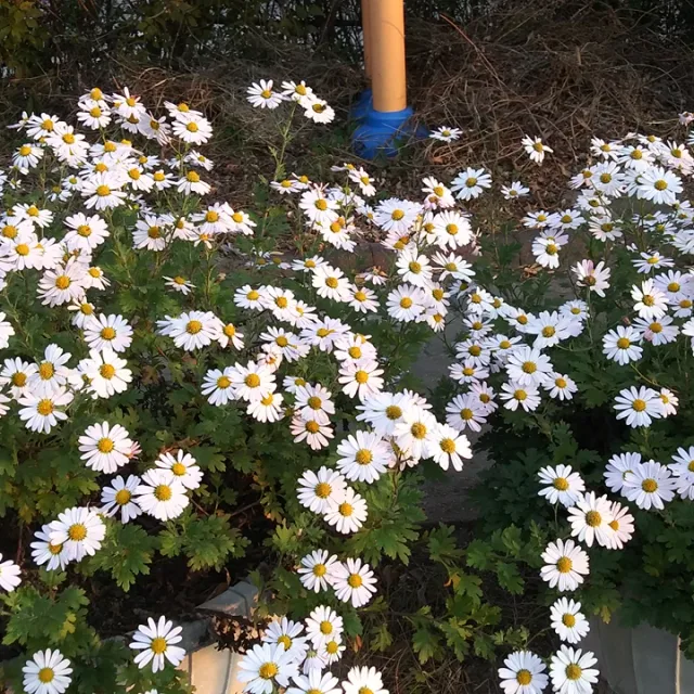 귀요미