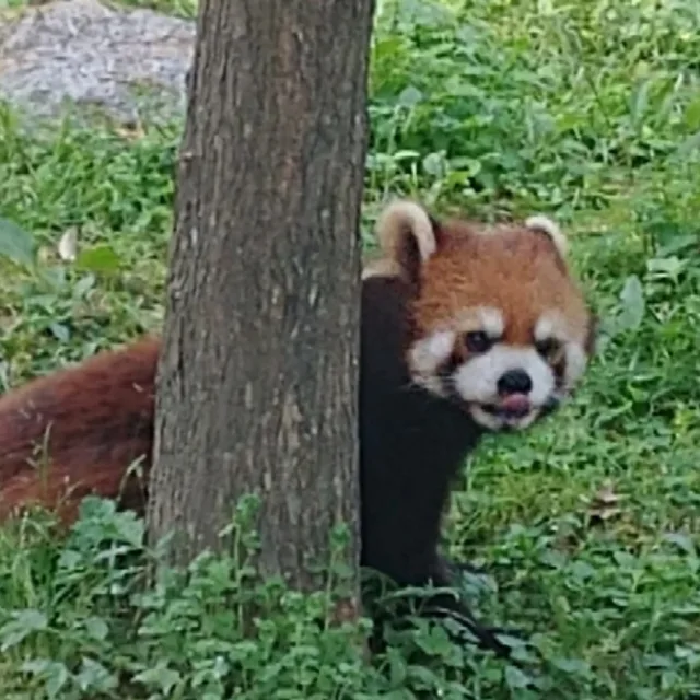 레서판다