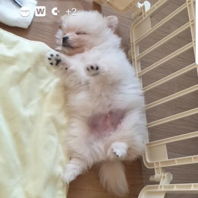 포포3