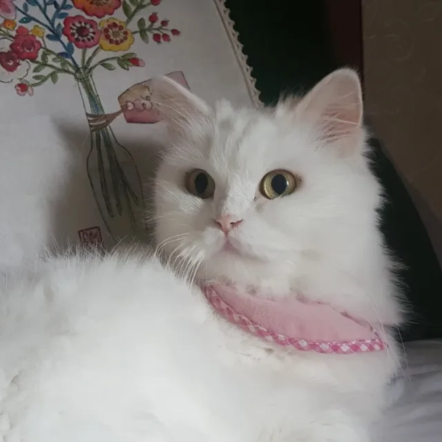 루시