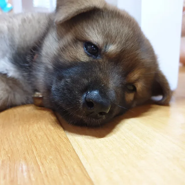 흐꾸