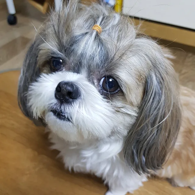 매력녀