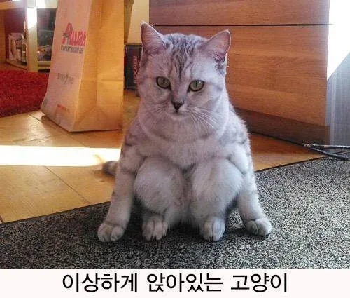 착하게앉아있는