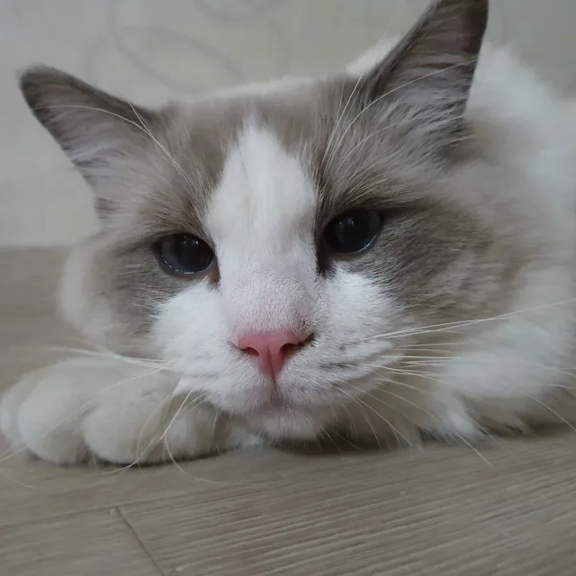 오로라민