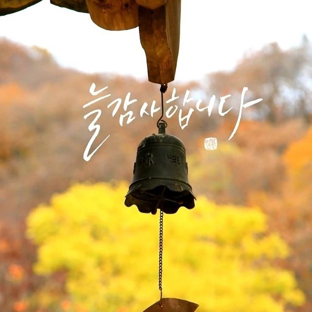 아이비