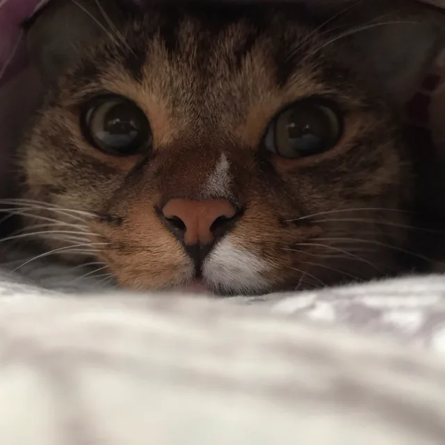 됴됴