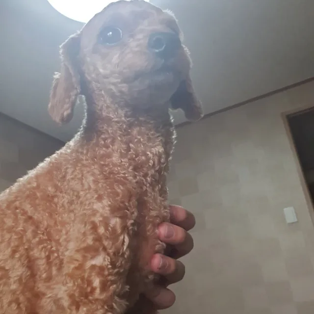 개이득