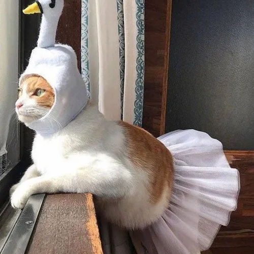 까꿍