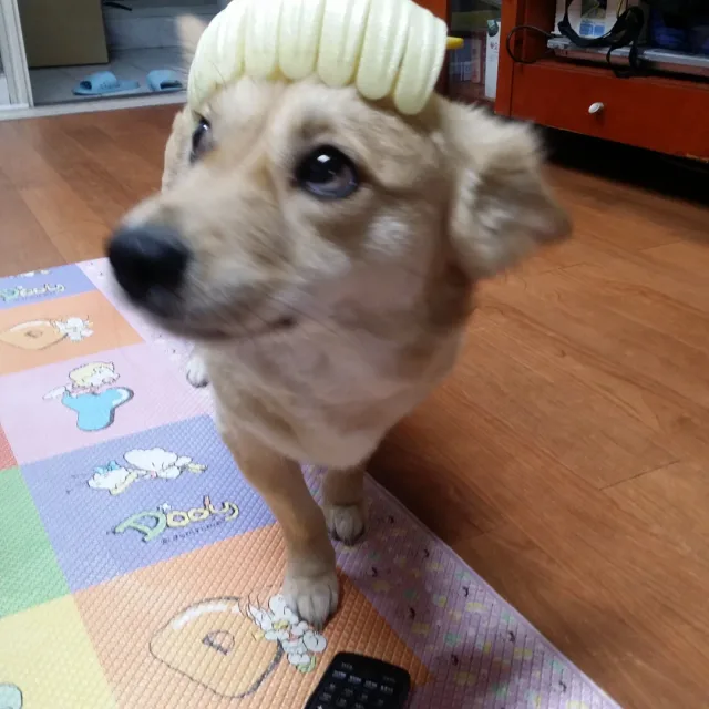 짱이짱