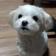 블리팝