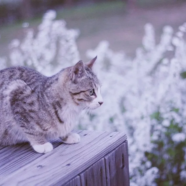 고양이