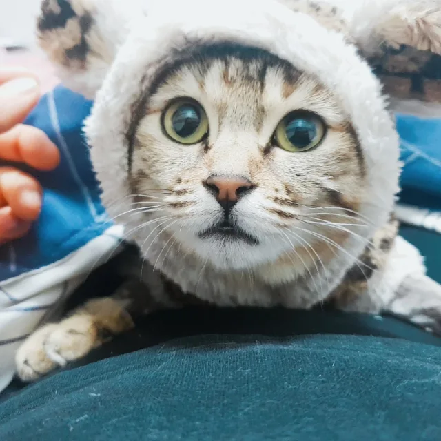 뇨니