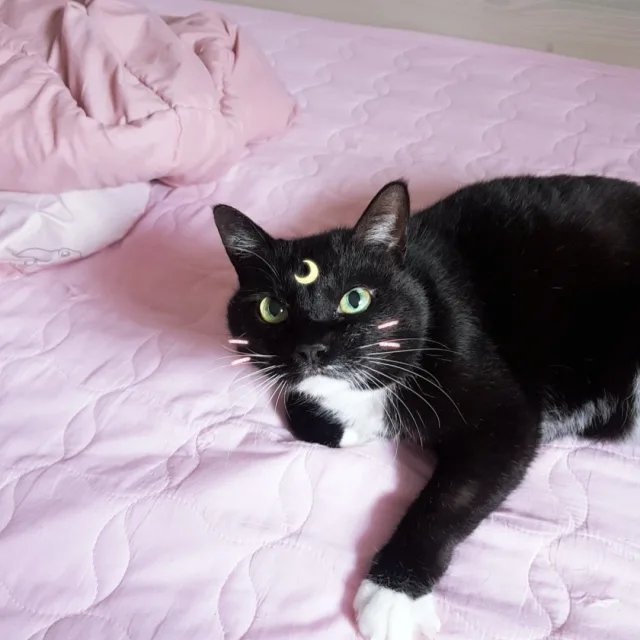 정치로