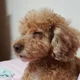 모오카아