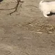 콩이