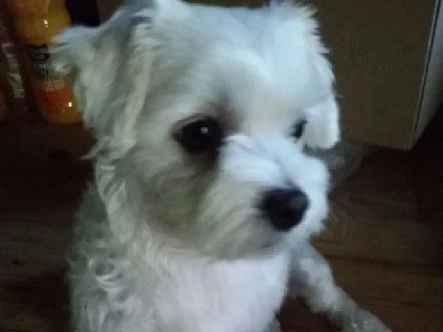 피비
