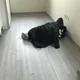 뇽뇽